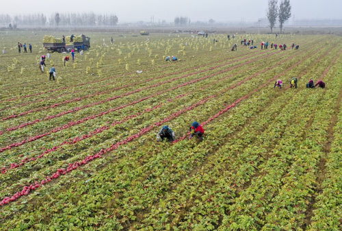 丰南发展无公害绿色蔬菜种植促农增收 农业种植技术开发新路径