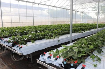 遇见“莓”好！盐都“田间学院”助力草莓产业走向世界