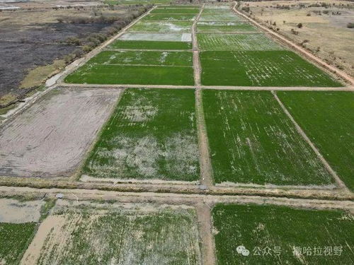 中国水稻种植技术 为冈比亚农业发展注入新动力