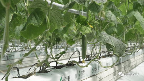 无土栽培 助力农业产业科技化发展
