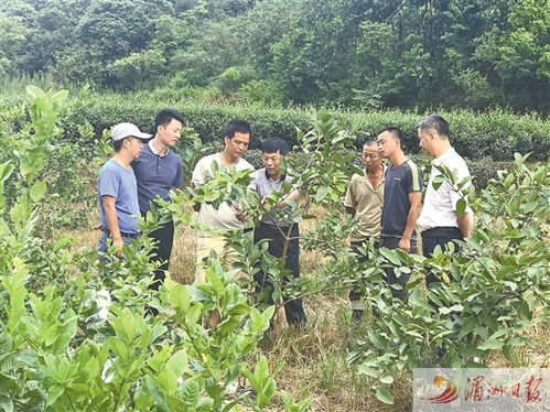 科技特派员赋能农业创新，莆田谱写产业增收新篇章