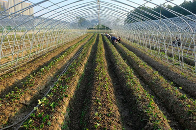 桃熏白草莓的种植技术与农业开发策略