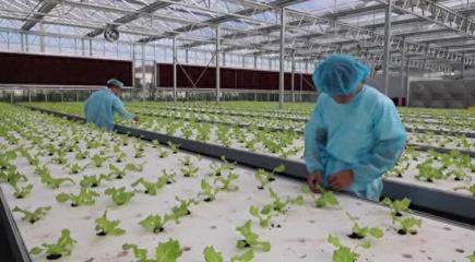 江苏南通 数字赋能科技兴农，乡村振兴跑出“新路子”