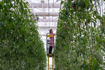 昌吉 走进“未来农业”的农业种植技术开发新篇章