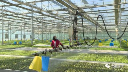 大通设施农业园区育苗基地有序复产，优质种苗与技术创新引领农户发展