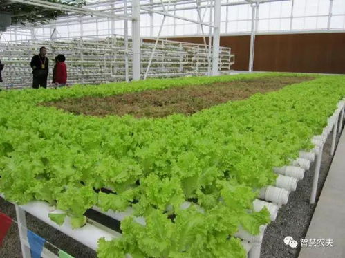 现代农业的关键引擎 农业种植技术开发与创新路径