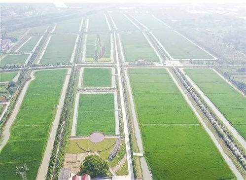 从单一种植到现代农业 中国农业产业联合体的崛起与技术革新