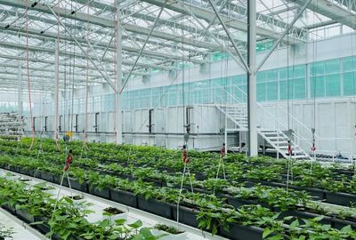 泗水 以科技为犁，深耕甘薯全产业链，绘就乡村振兴新图景