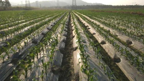 我国推进转基因研发科企合作，农业种植技术升级引领养殖业格局重塑