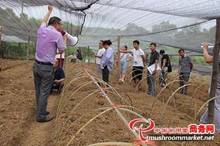 羊肚菌栽培技术培训在湖北保兴现代农业科技园成功开班