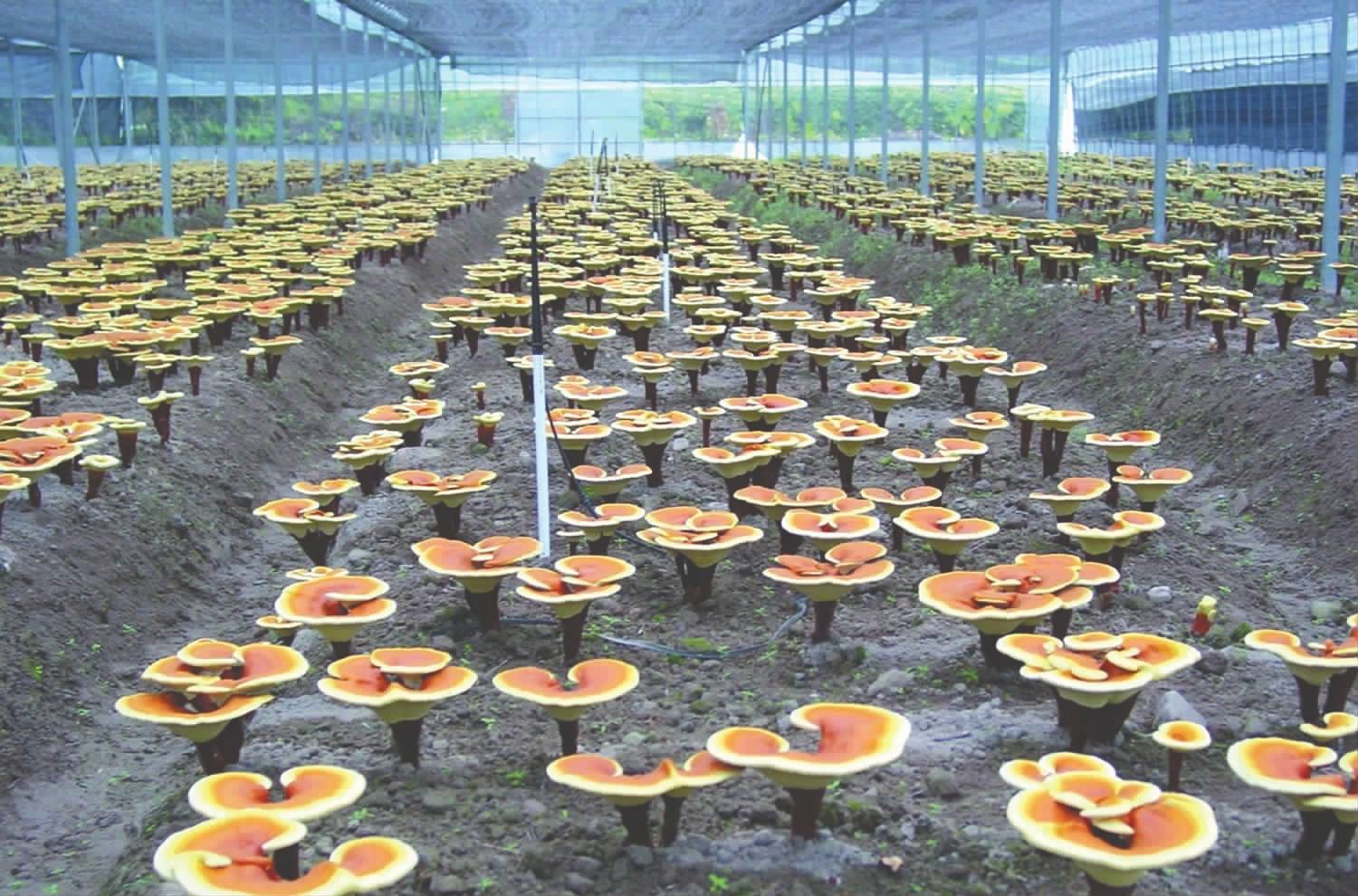 灵芝合作种植技术指导 携手武汉泽润鑫聚农业科技，共享丰收成果