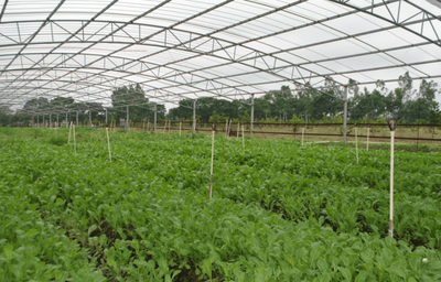 种植蔬菜的常识技术 从入门到精通的现代农业指南
