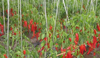 立体种植蔬菜技术 现代农业种植技术的创新实践