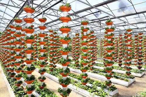 农业总产值首破万亿元 透视山东农业发展信号与种植技术开发