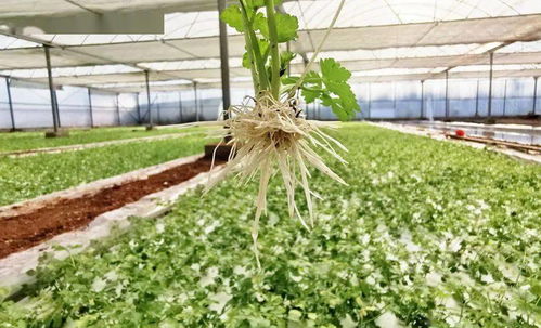 大龙开发区 科技种菜推动农业生产向高产高效迈进