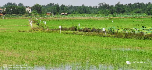 科技创新驱动农业绿色发展 新型种植技术的开发与应用